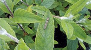 Caterpillar on a leaf - credit: Dove Associates